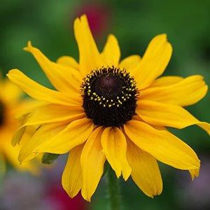 Rudbeckia hirta 'Prarie Sun' Prairie Sun Black-Eyed Susan 1 Gallon
