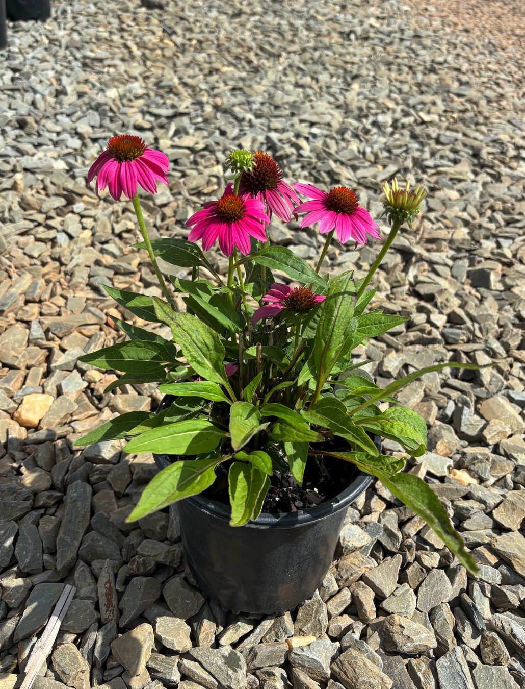Echinacea purpurea 'PowWow Wild Berry' PowWow Wild Berry Coneflower 1 Gallon