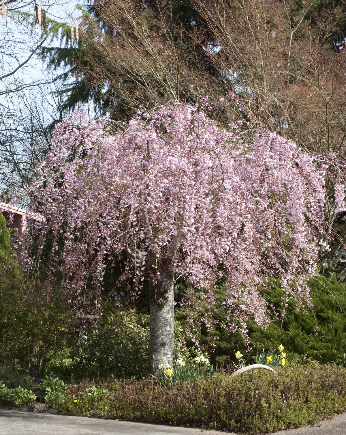 Prunus subhirtella var. pendula Double Pink Weeping Cherry 15 Gallon