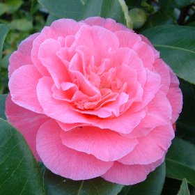 Camellia japonica 'Marie Bracey' Marie Bracey Camellia