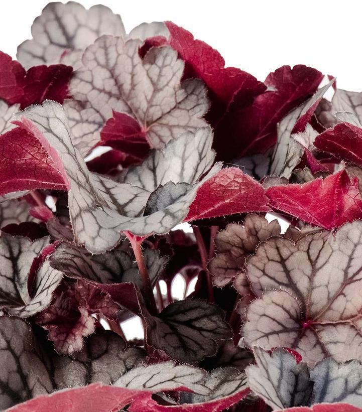 Heuchera x ‘Holtspcur856’ USPPAF Spice Curls™ Coral Bells 1g
