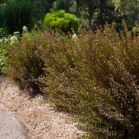 Physocarpus opulifolius 'Donna May' PP22634 Little Devil™ Ninebark