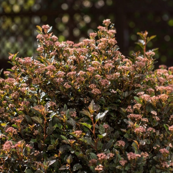 Physocarpus opulifolius 'Donna May' PP22634 Little Devil™ Ninebark