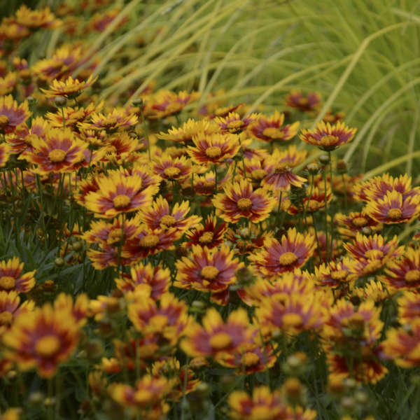 Coreopsis hybrid PP27138 Li'l Bang™ Daybreak Tickseed 1g
