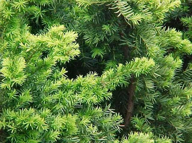 Taxus x media 'Densiformis' Dense Spreading Yew 10 Gallon