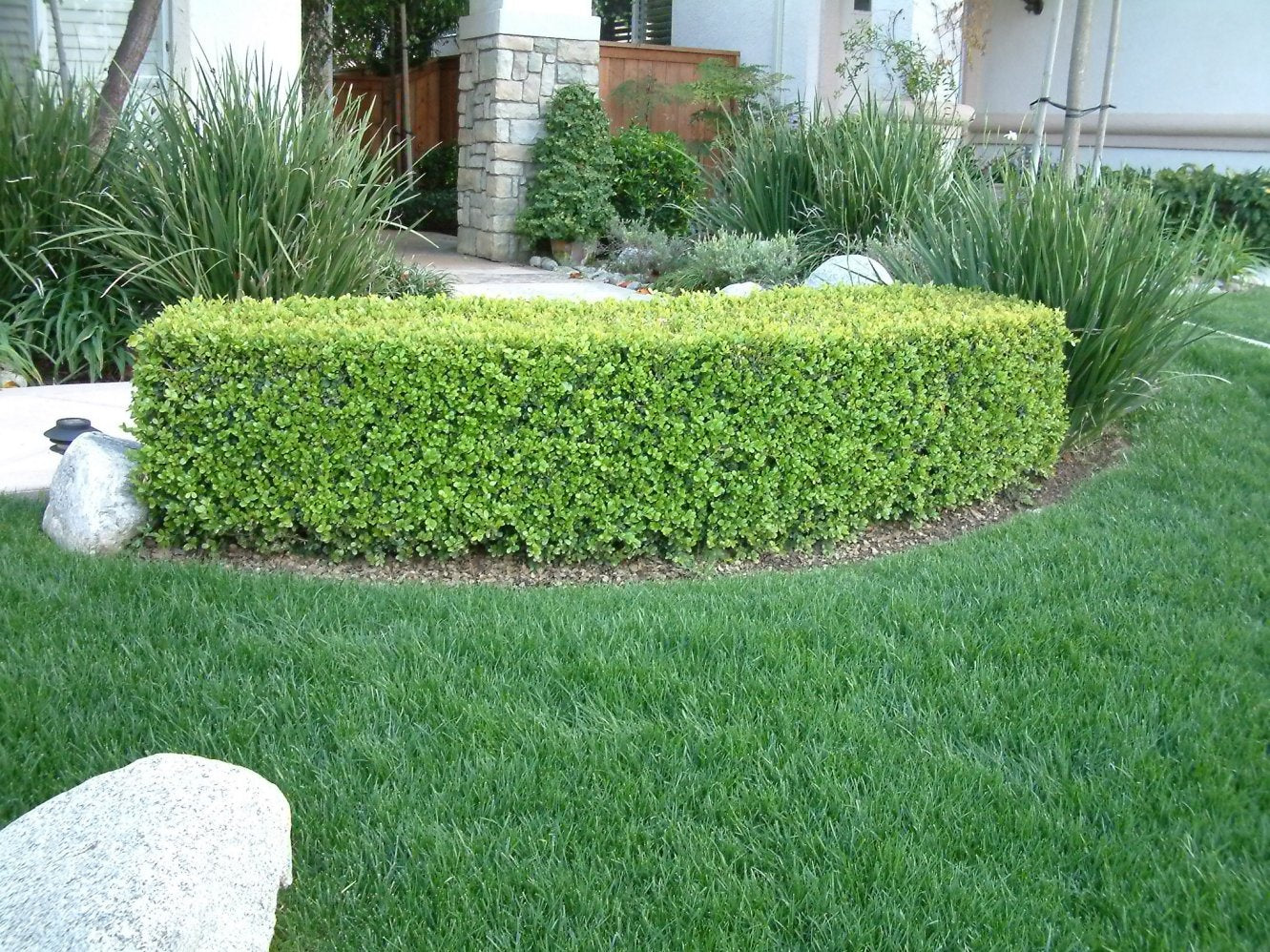 Buxus sempervirens American Boxwood - STD 5 Gallon