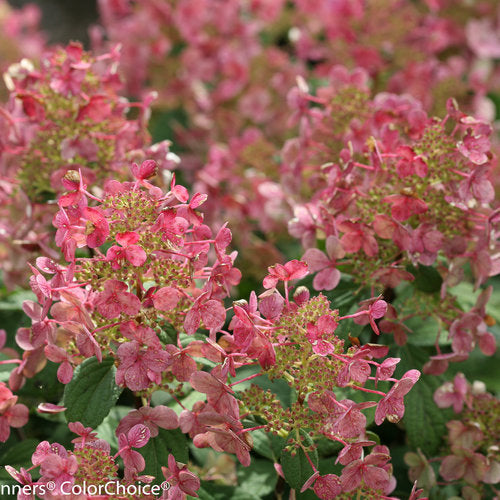 Little Quick Fire® Hardy Hydrangea 3g