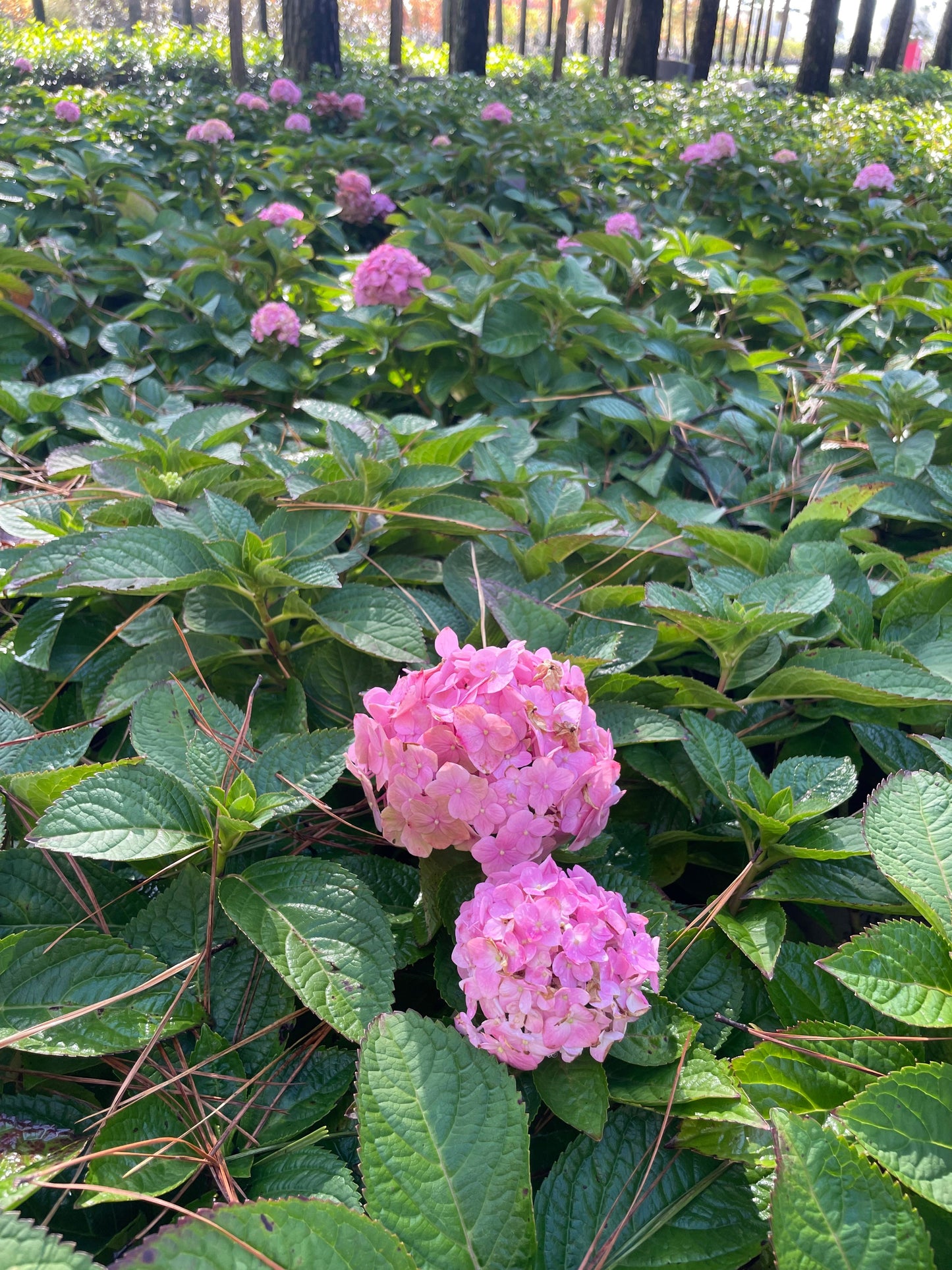 Let's Dance Sky View® Hydrangea 3 Gallon