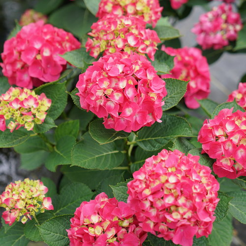 Wee Bit Giddy® Hydrangea 3g