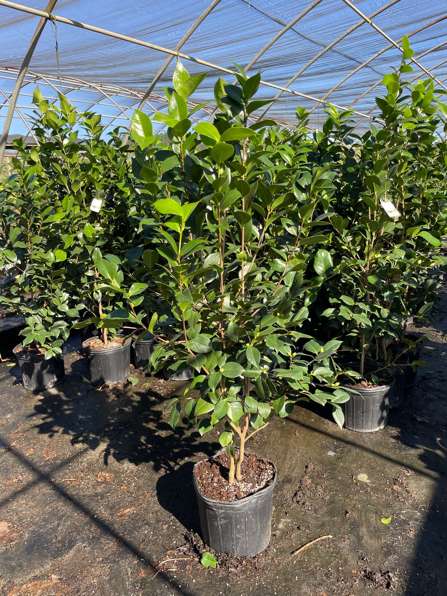 Nuccios Gem Camellia 3g