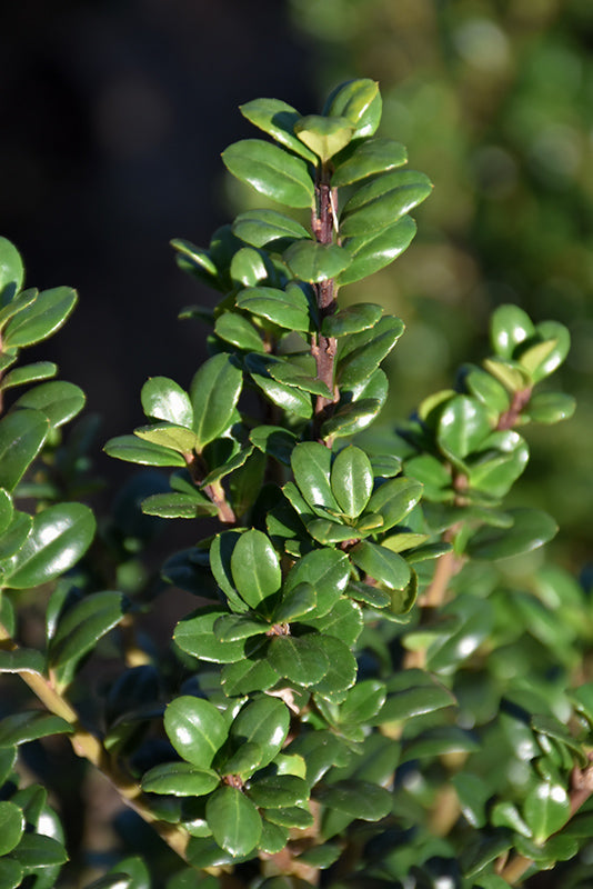 Ilex crenata 'Steeds' Steeds Upright Holly