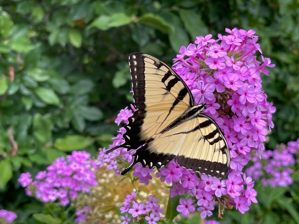 Phlox paniculata 'Jeana' Jeana Garden Phlox 1g