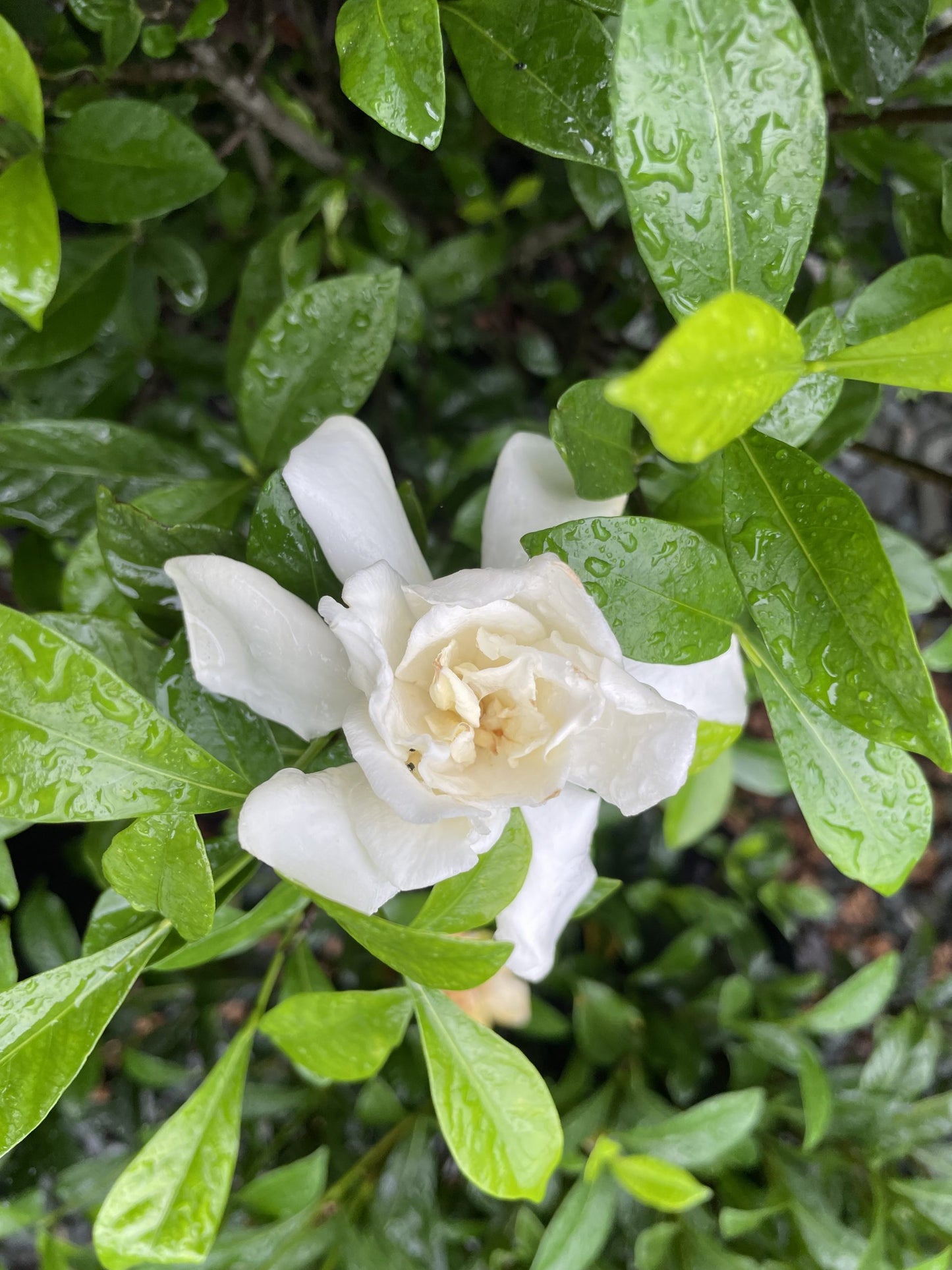 Frostproof Gardenia 3g