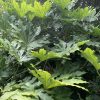 Fatsia Japonica Japanese Aralia 3g