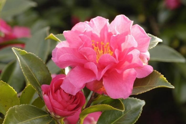 Camellia sasanqua 'Shishi' Shishigashira Camellia