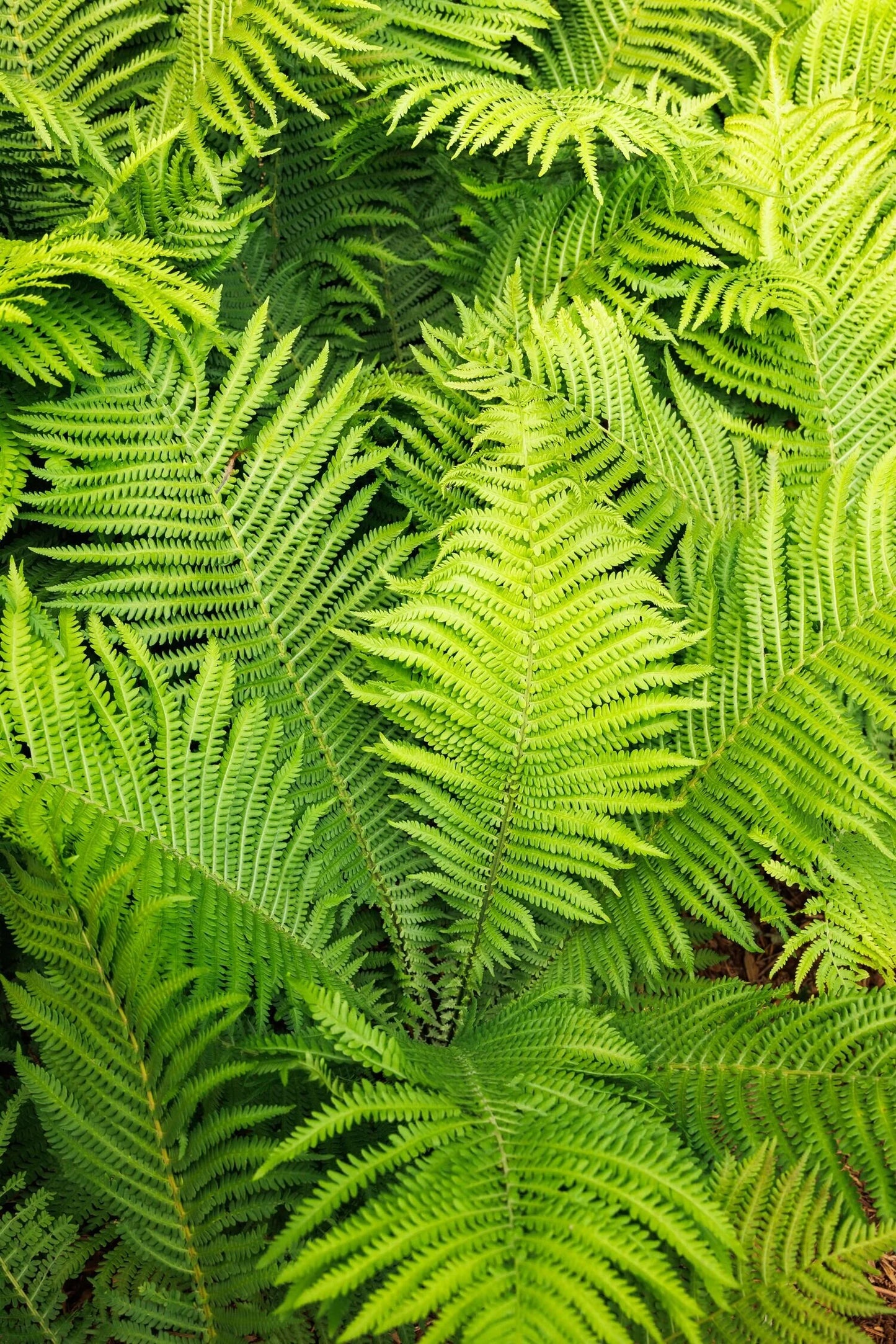 Fern - Matteuccia struthiopteris Ostrich Fern 1 Gallon