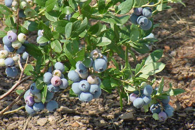 Camellia Highbush Blueberry 3 Gallon