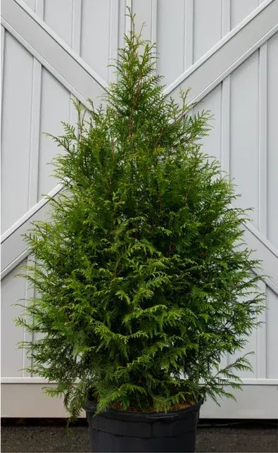 Thuja standishii x plicata 'Leprechaun' PP33840 Leprechaun™ Arborvitae