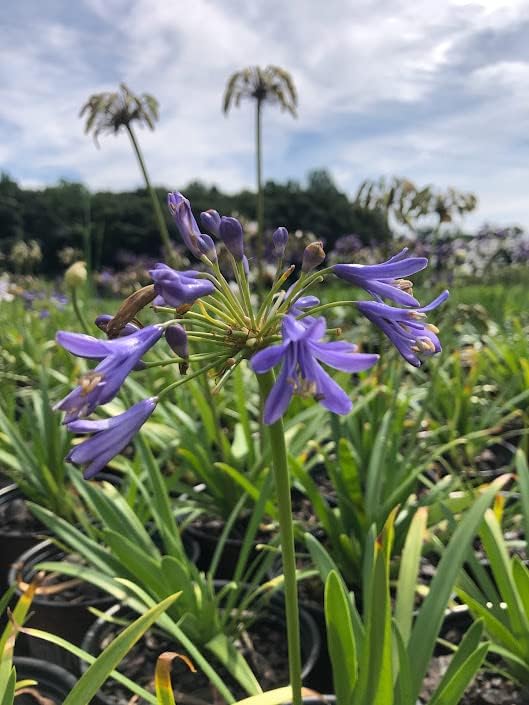 Agapanthus hybrid ‘ANDBIN’ PP26336 Sapphire™ Agapanthus 1 Gallon