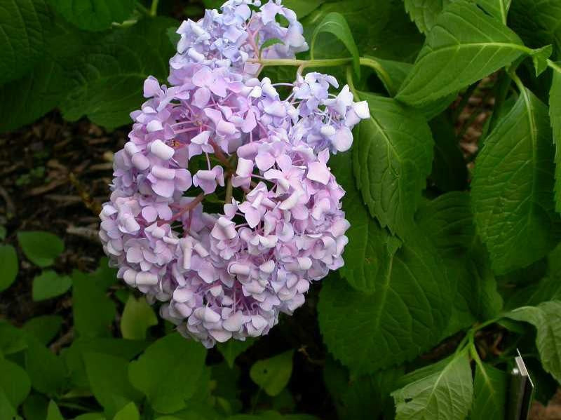 Hydrangea mac. 'Bailmer' PP15298 Endless Summer® The Original Hydrangea 3 Gallon