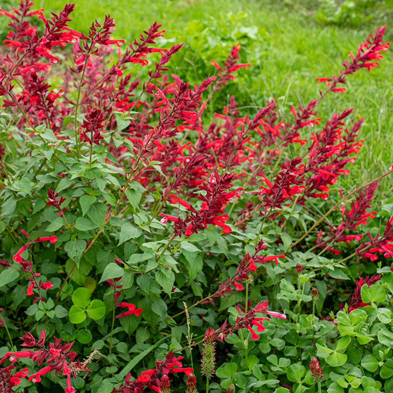 Salvia splendens x darcyi 'Roman Red' PP31931 Roman Red Salvia 1 Gallon
