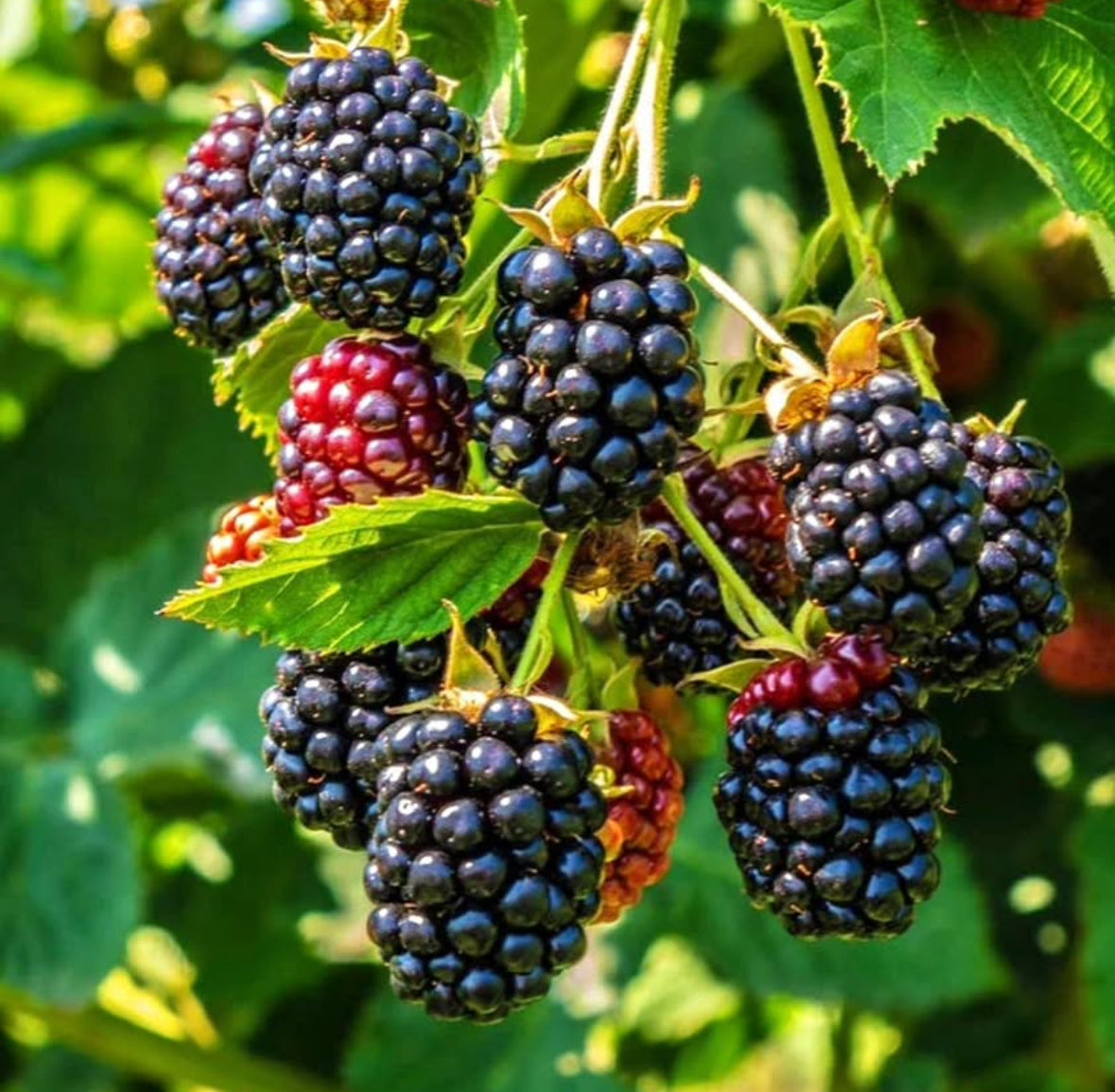Osage Blackberry 3 Gallon