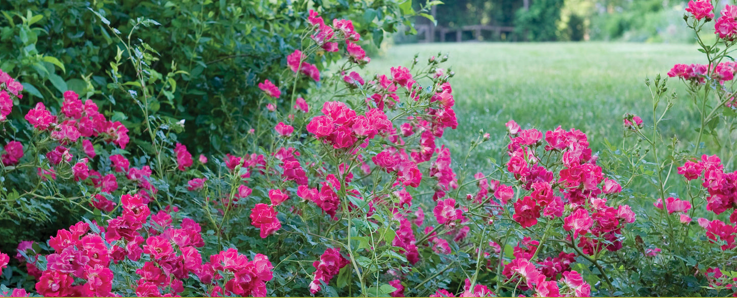 Rosa 'Meigalpio' PP17877 Red Drift® Rose 3 Gallon