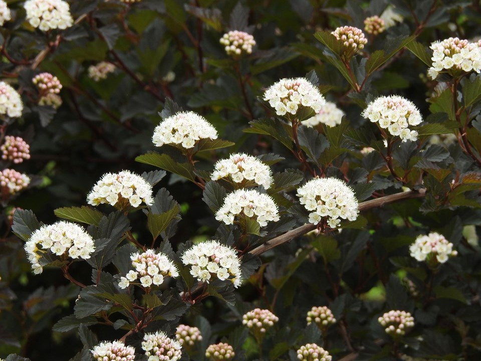 Physocarpus opulifolius 'Seward' Summer Wine® Ninebark - TREE FORM 5 Gallon TF