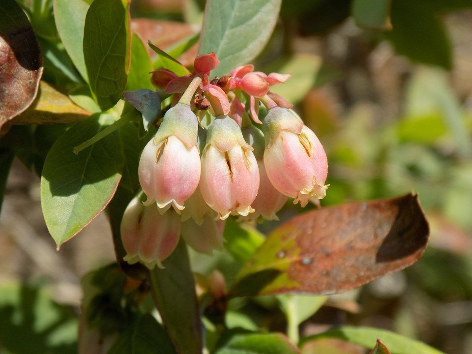 Vaccinium 'Sunshine Blue' Sunshine Blue Southern Highbush Blueberry 3 Gallon