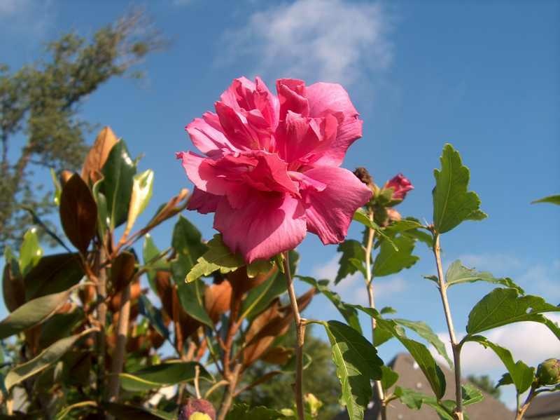 Hibiscus syriacus 'Lucy' Lucy Rose of Sharon 7 Gallon