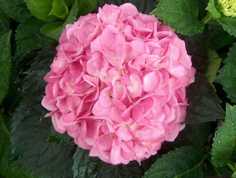 Hydrangea mac. 'Merritt's Supreme' Merritt's Supreme Hydrangea 3 Gallon