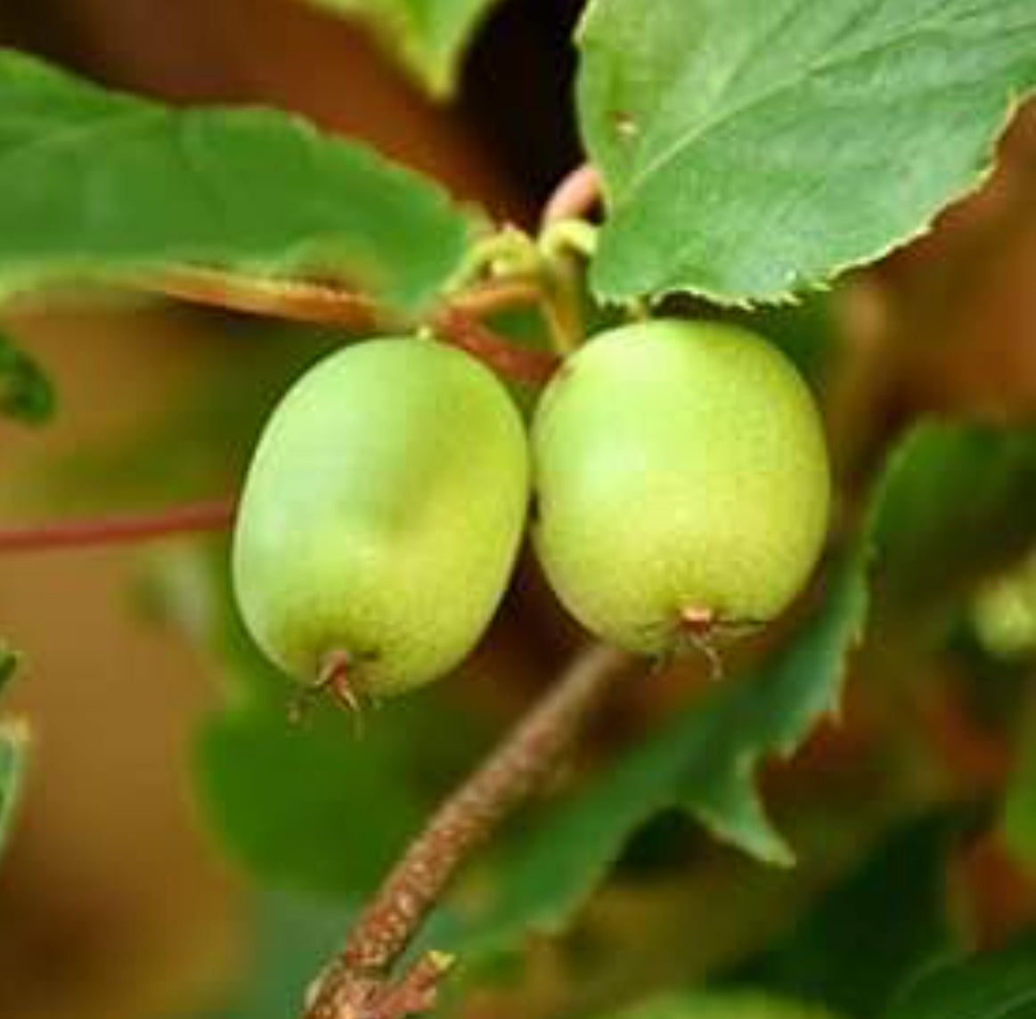 Issai Hardy Kiwi 1g