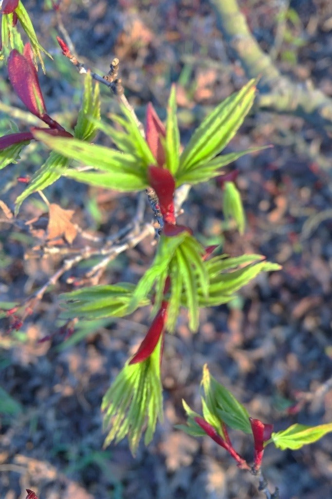 Acer palmatum 'Mikawa Yatsubusa' Mikawa Yatsubusa Japanese Maple 5g