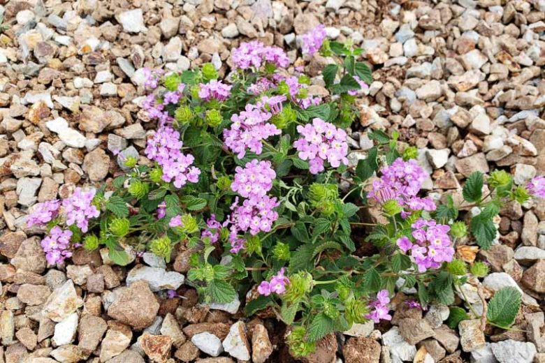 Lantana montevidensis 'Trailing Lavender' Trailing Lavender Lantana 1g