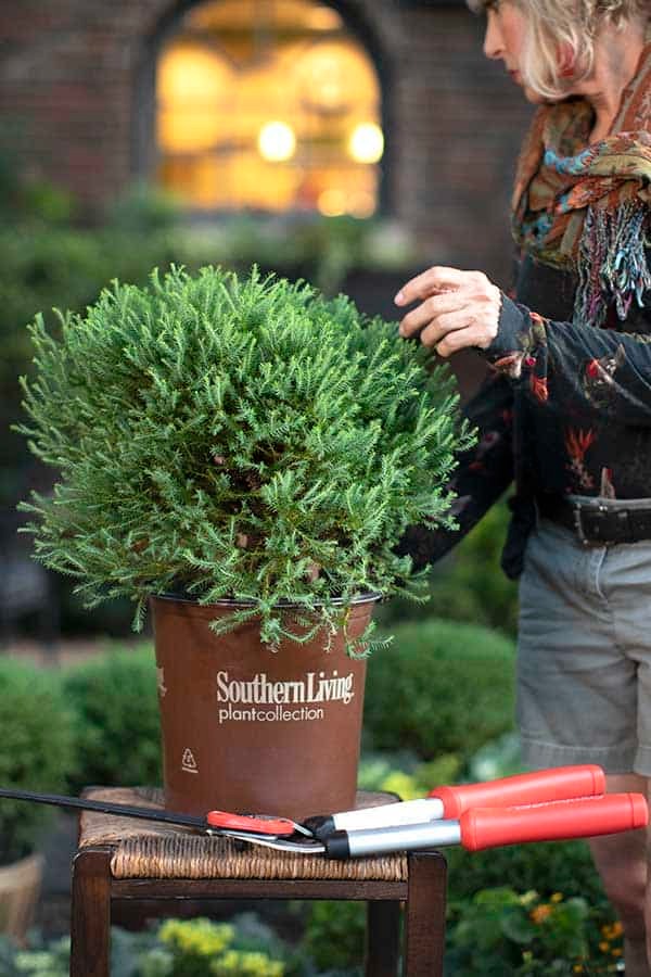 Thuja Occidentalis 'Concesarini' PP24013 Pancake™ Arborvitae 3g