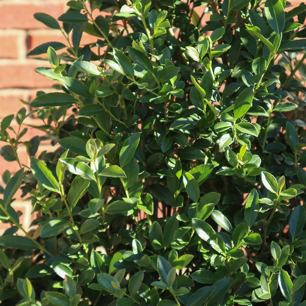 Ilex x 'RutHol4' PPAF Arrow Point® Holly