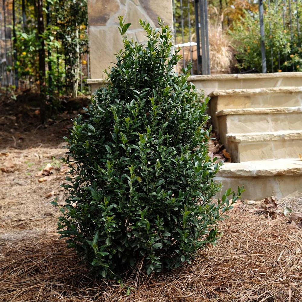 Ilex x 'RutHol4' PPAF Arrow Point® Holly