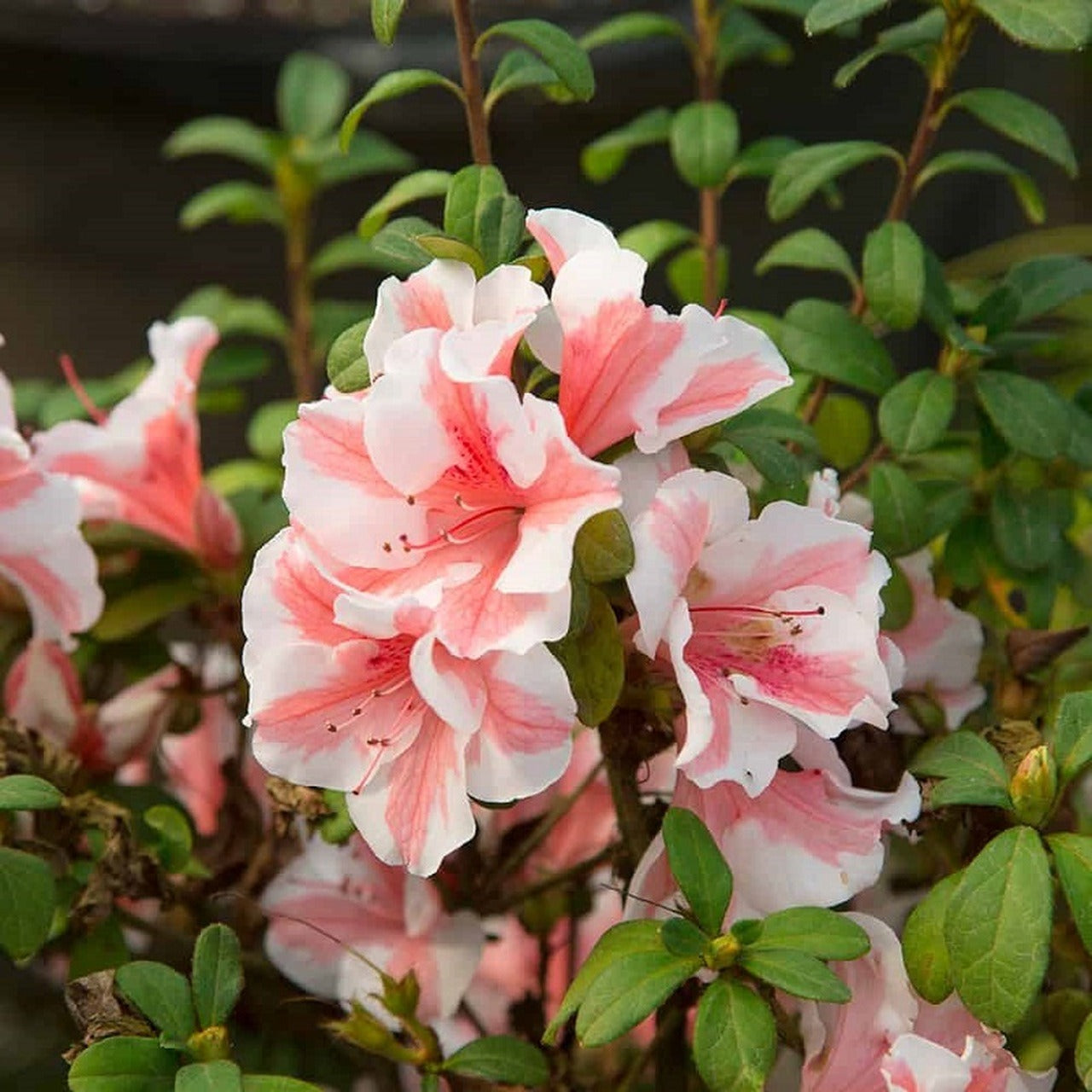 Rhododendron ‘Robleze’ PP32506 Autumn Starburst™ Reblooming Azalea 3g