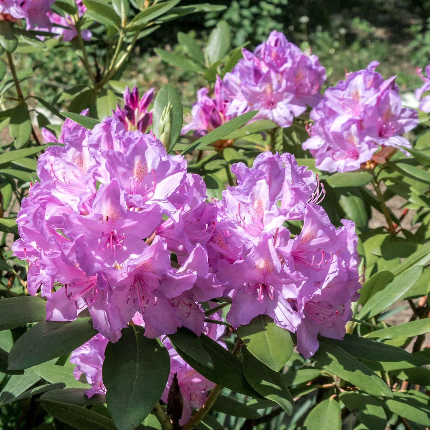 Rhododendron catawbiense 'Boursault' Catawba Boursault Rhododendron 3g