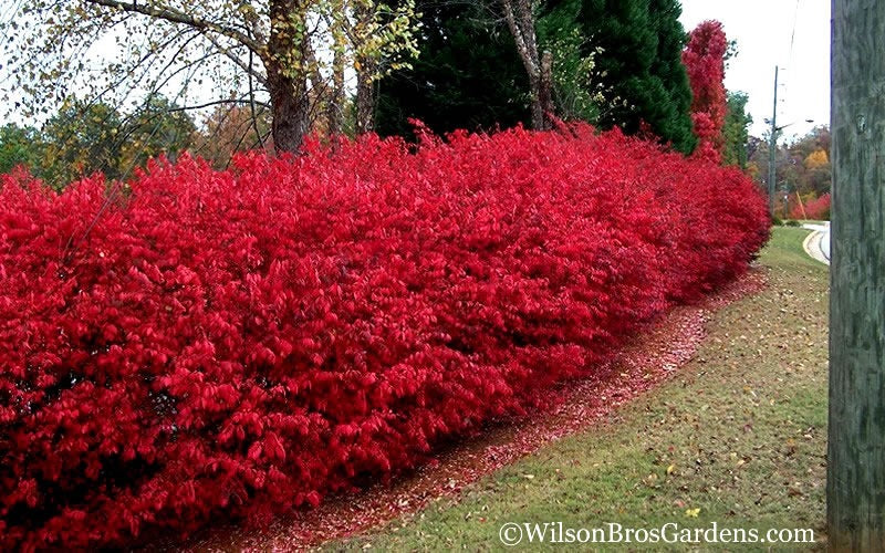 Euonymus alatus 'Compactus' Dwarf Burning Bush 3g