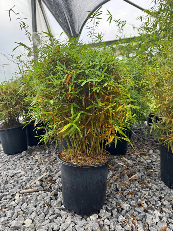 Bambusa multiplex 'Golden Goddess' Golden Goddess Clumping Bamboo 3g
