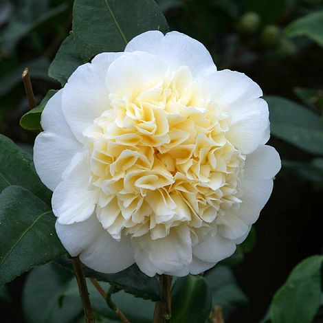 Camellia japonica 'Brushfield's Yellow' Brushfield's Yellow Camellia 3  Gallon