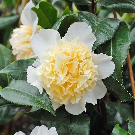 Camellia japonica 'Brushfield's Yellow' Brushfield's Yellow Camellia 3g
