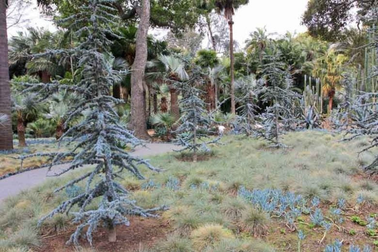 Cedrus atlantica 'Glauca' Blue Atlas Cedar 10 Gallon