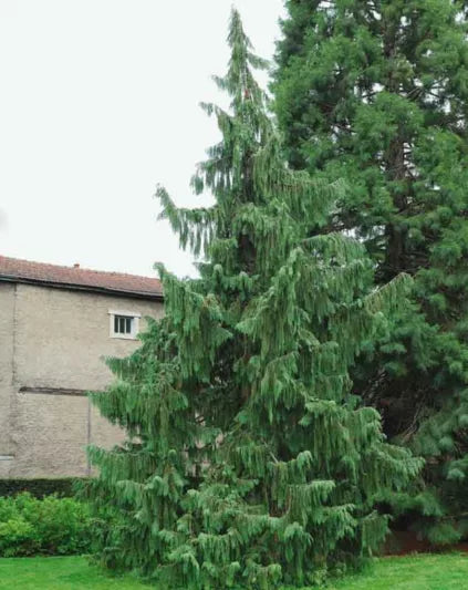 Chamaecyparis noot. 'Pendula' Weeping Alaskan Cedar 10 Gallon