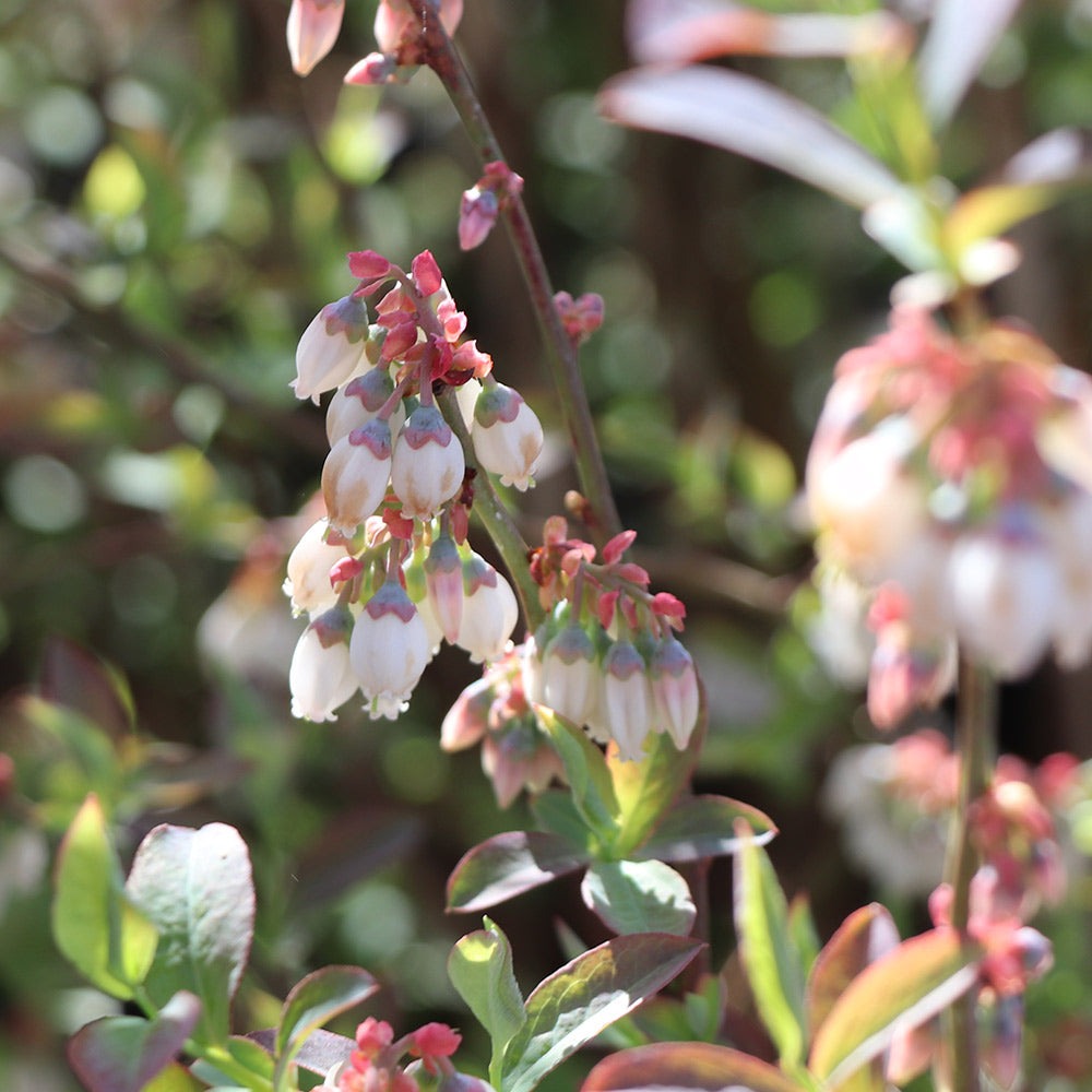 Vaccinium ashei 'Climax' Climax Rabbiteye Blueberry 3g