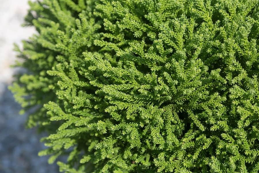 Cryptomeria japonica 'Spg-3-014' Dragon Prince™ Japanese Cedar 3g