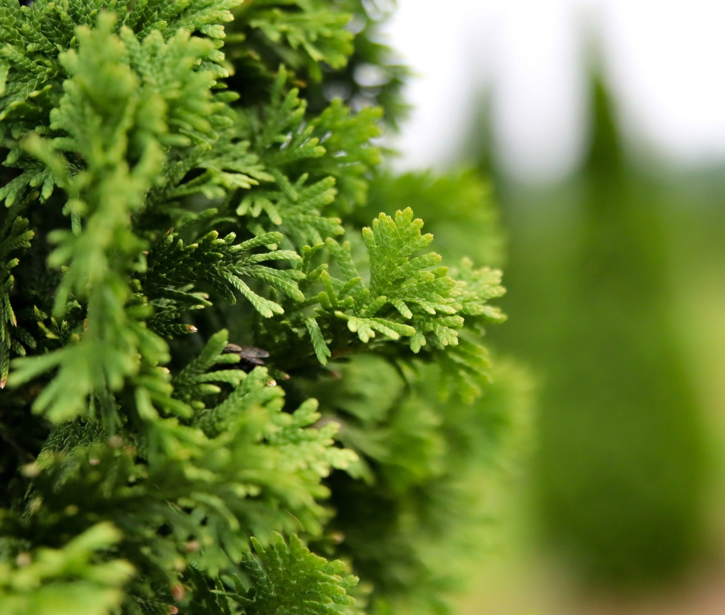 Thuja occidentalis 'Degroot's Spire' Degroot's Spire Arborvitae 10g
