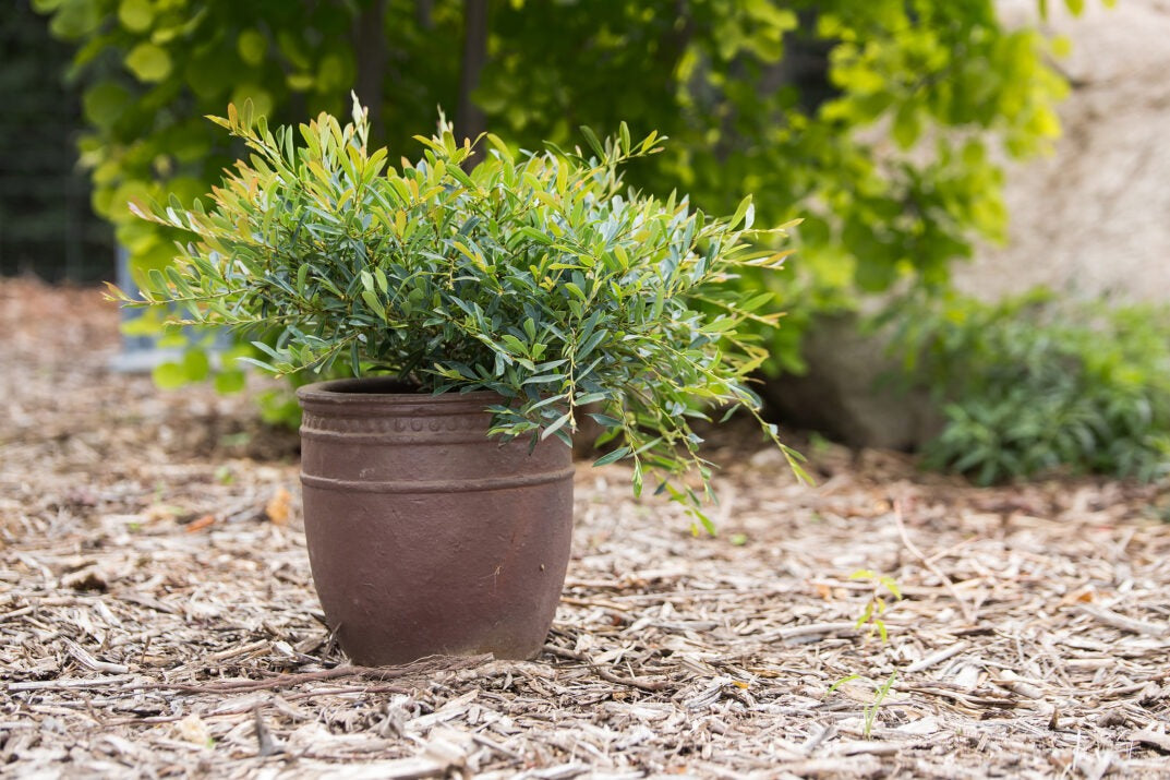cinnamon girl plant Distylium 'PIIDIST-V' PP27631 Cinnamon Girl® Distylium – Richardson Roots