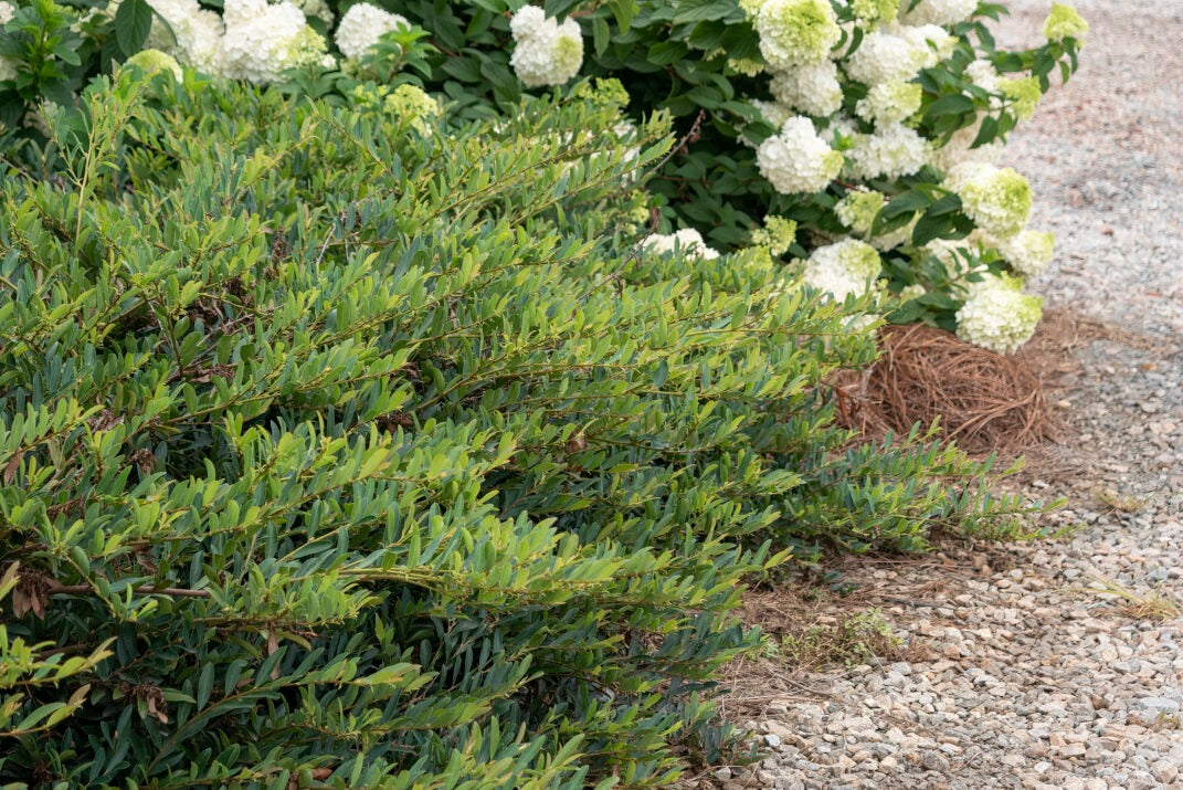 Distylium 'PIIDIST-V' PP27631 Cinnamon Girl® Distylium